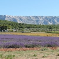 Local wine travel expert in Provence, France